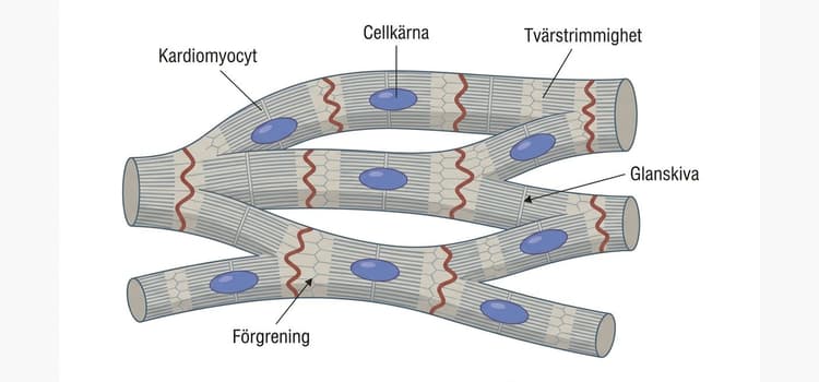 Schematisk bild av kardiomyocyter med kärnor, tvärstrimmighet och intercalated discs