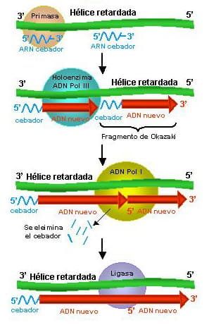 Schema över bildning och avlägsnande av RNA-primrar under Okazaki-fragmentens mognad.