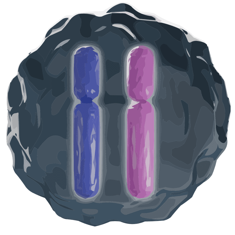 Replikerade homologa kromosomer i en meiotisk modercell