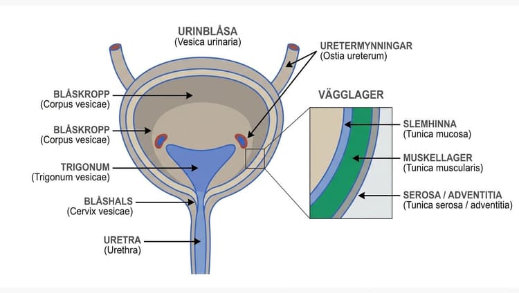 Anatomisk illustration av urinblåsan med blåskropp, trigonum, uretermynningar, blåshals, uretra och vägglager.