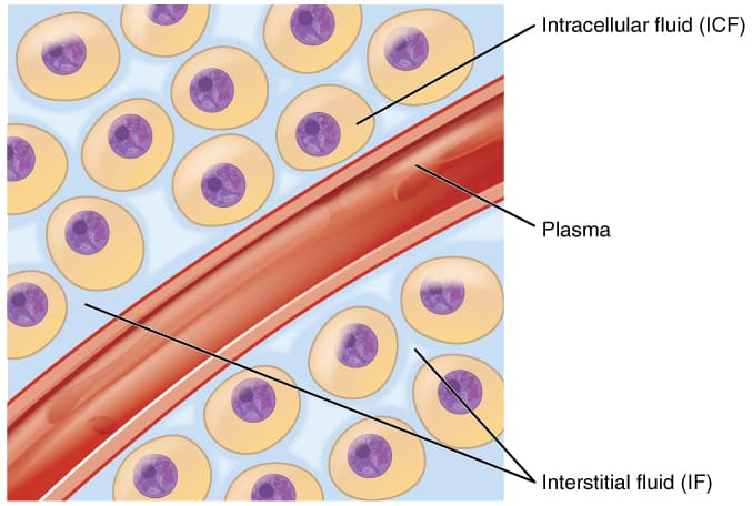 Schematisk uppdelning av kroppsvattnet i intracellulärvätska, interstitiell vätska och plasma