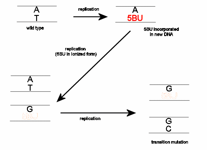 Mutagenes genom basanalogen 5-bromouracil och förändrad basparning under replikation.