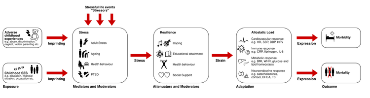 Schematisk illustration av olika förlopp vid allostatisk belastning, trauma och resiliens