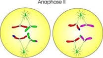 Anafas II med separation av systerkromatider
