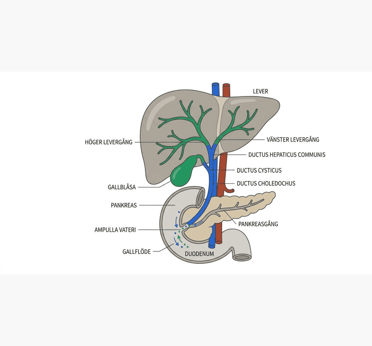 Schematisk bild av lever, gallblåsa, intra- och extrahepatiska gallgångar, pankreasgång och duodenum.