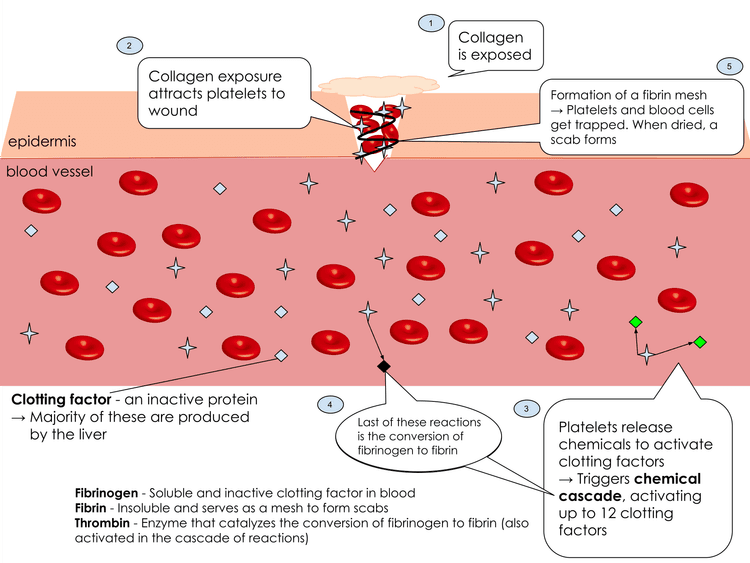 Schematisk bild av kärlskada, trombocytrekrytering, koagulationsaktivering och fibrinbildning