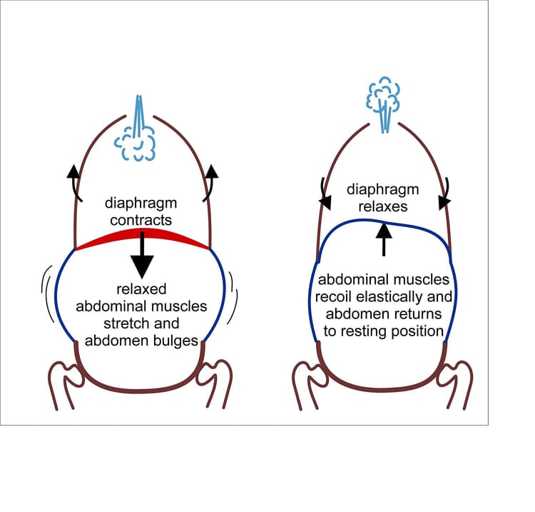 Schematisk bild av diafragmans och bröstkorgens rörelser vid lugn inspiration och expiration.