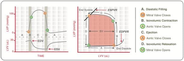 Schematisk vänsterkammarloop med fyllnad, isovolumetrisk kontraktion, ejektion och isovolumetrisk relaxation.