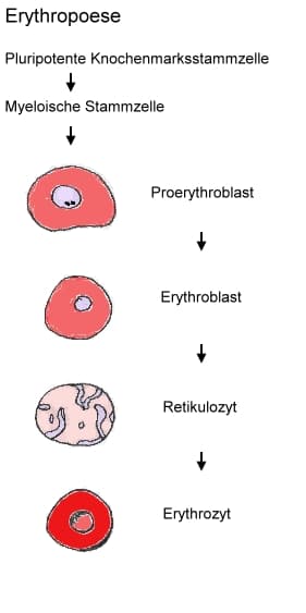 Schematisk framställning av erytropoesens mognadsstadier
