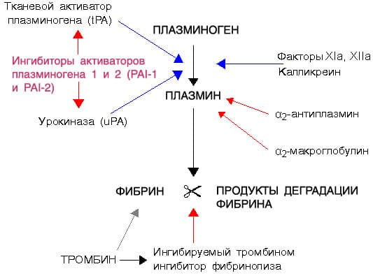 Fibrinolytiskt system med plasminogen, plasmin, tPA och inhibitorer