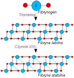 Schematisk omvandling av fibrinogen till fibrin