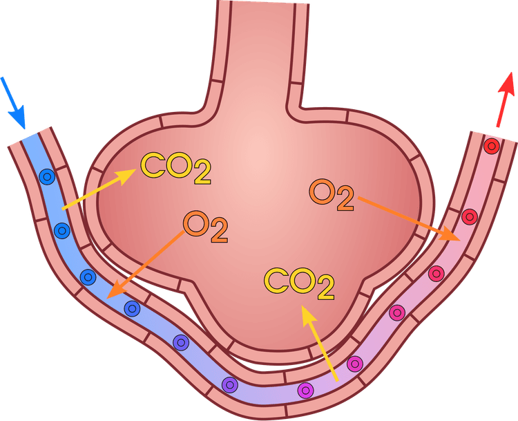Schematisk alveol och lungkapillär med syrgasdiffusion till blodet och koldioxiddiffusion till alveolen.