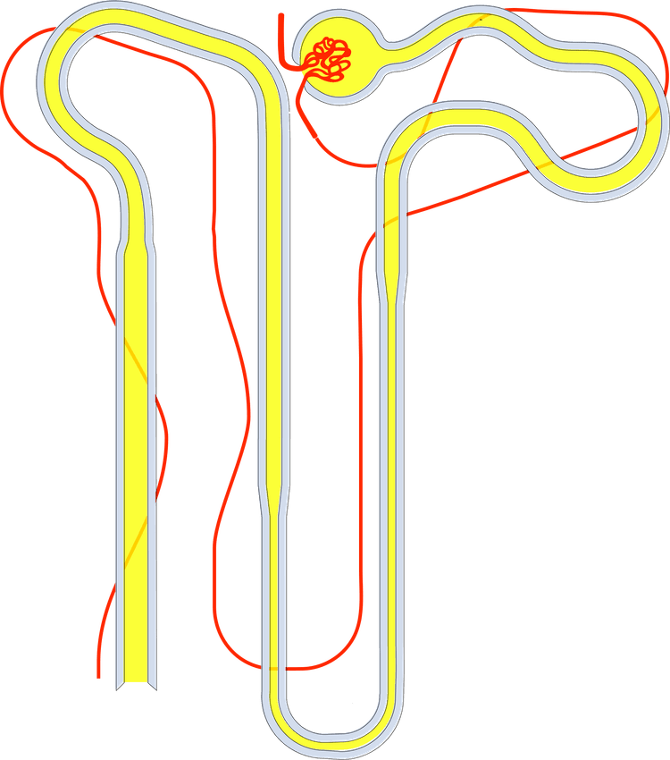 Diagram över glomerulär filtration samt tubulär reabsorption och sekretion.