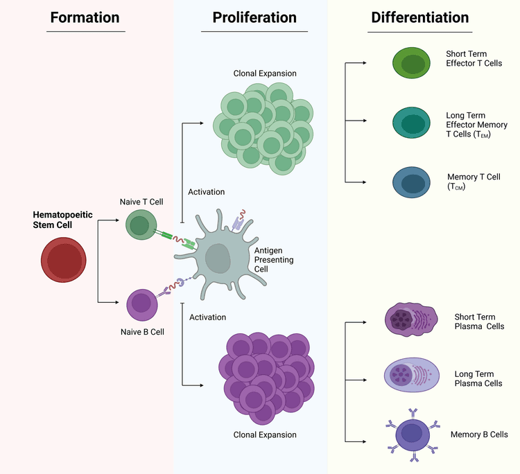Schematisk jämförelse mellan primärt och sekundärt immunsvar