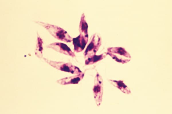 Flagellförsedda promastigoter av Leishmania tropica i odling
