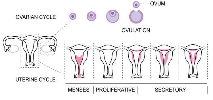 Diagram över follikelutveckling, ovulation, corpus luteum och endometriets cykliska förändringar