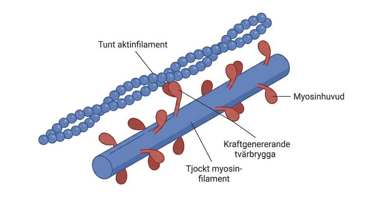 Molekylär illustration av tunt aktinfilament och huvudförsett tjockt myosinfilament.