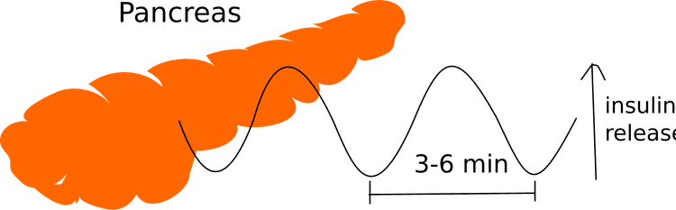 Diagram som illustrerar pulsativ insulinsekretion över tid