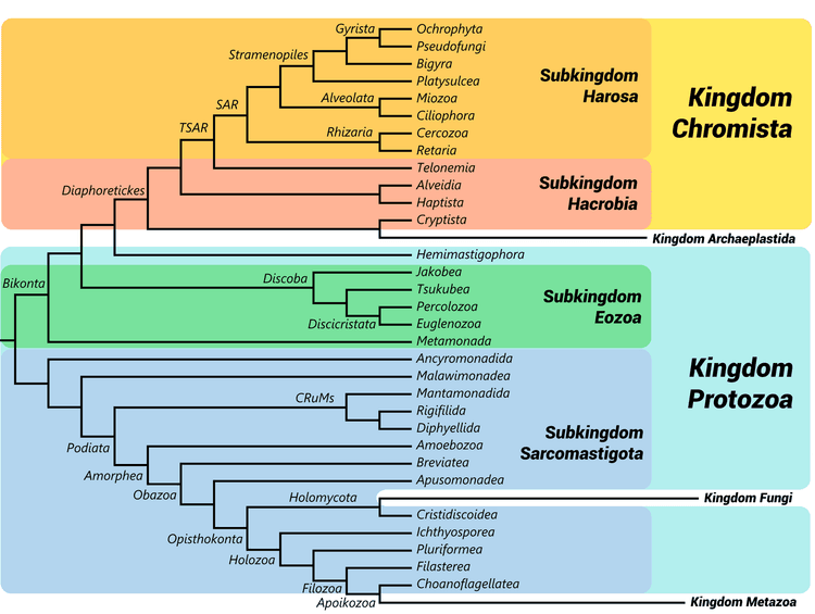 Diagram som jämför traditionell protisttaxonomi med modern eukaryot fylogeni