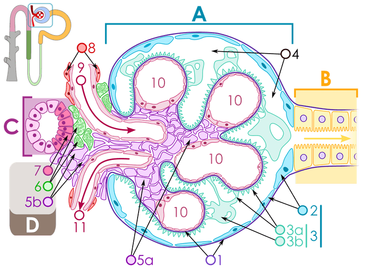 Schematisk bild av glomerulus, Bowmans kapsel och det juxtaglomerulära området.