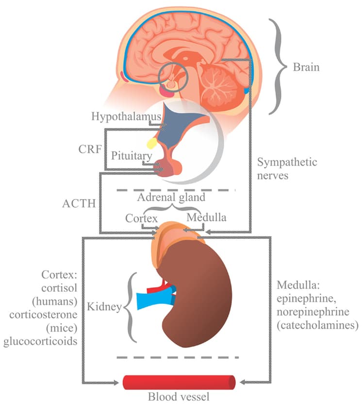 Schematisk bild av CRH-, ACTH- och glukokortikoidsignalering i HPA-axeln