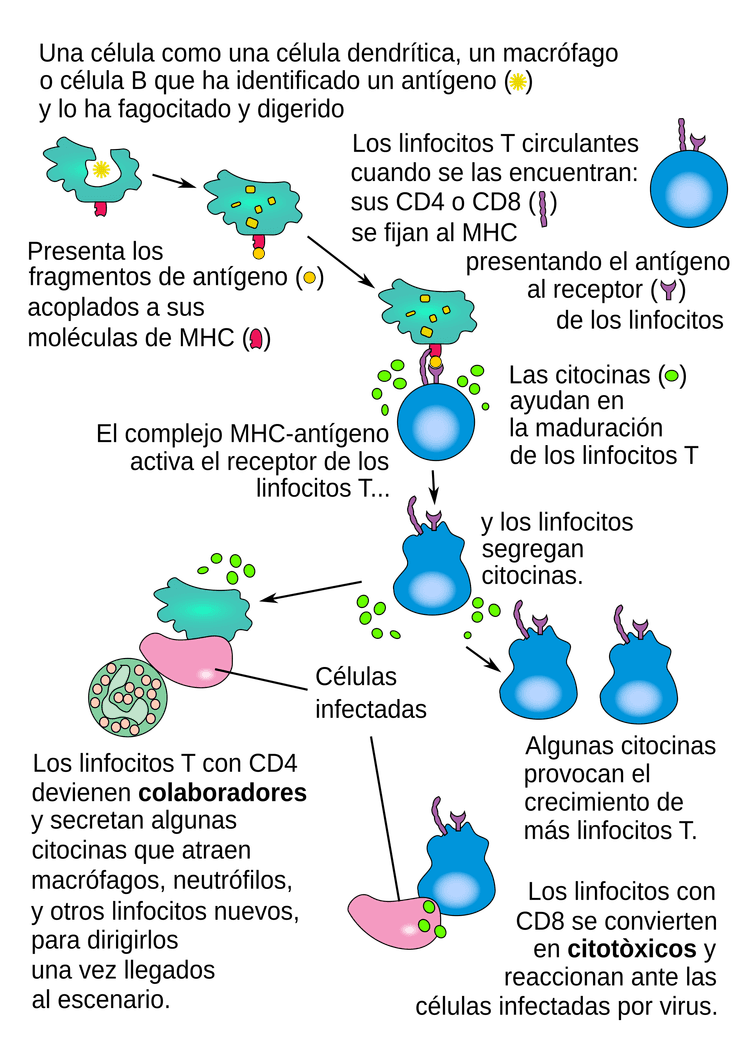 Schema över antigenpresentation och aktivering av en T-cell