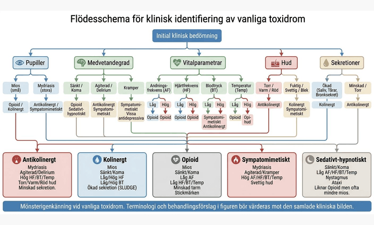 Flödesschema för klinisk identifiering av vanliga toxidrom utifrån pupiller, medvetandegrad, vitalparametrar, hud och sekretioner.