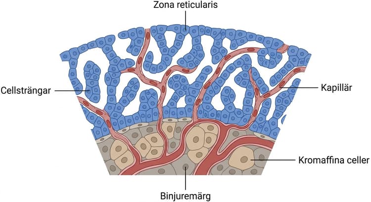 Histologiskt mikrofotografi av zona reticularis i human binjure.